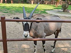 -大连森林动物园