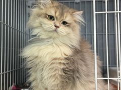 -翊宠yipet猫狗购宠庄园犬舍•猫舍