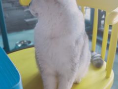 -喵屿·大理花园猫咖