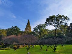 -紫金山山顶公园