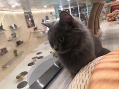 -飞行喵MR PILOT|猫舍·猫咖(静安大融城店)