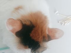 -瑞派福兴宠物医院犬猫全科·骨科·中西医结合(河东店)