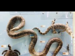 -国家自然博物馆