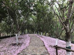 -合肥滨湖国家森林公园