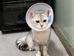 -伟伟宠物医院·瑞派猫友好医院·猫科(光谷店)