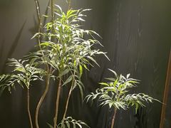 -浩运·海鲜青岛菜·海胆水饺(石老人店)