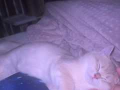 -安安宠医宠物医院·异宠·犬猫内科(岳阳分院)