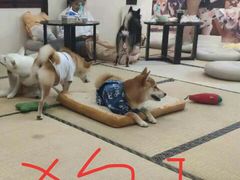 -逗柴咖啡屋·狗咖猫咖宠物桌游