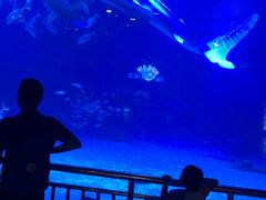 -烟台海昌鲸鲨海洋公园