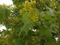 -北京西山国家森林公园