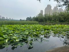-前关湿地公园