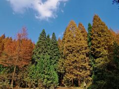 -山王坪喀斯特国家生态公园