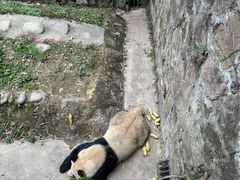 -都江堰中华大熊猫苑