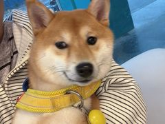 -瑞派申生动物医院·24H夜诊·国际动物医疗中心·骨外科(吴中路店)