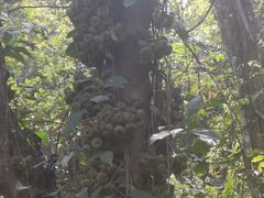-野象谷景区