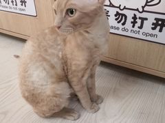 -猫和宫(六道口店)