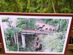 -野象谷景区