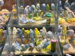 -青石桥花鸟鱼虫市场(叠翠城店)