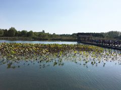 -溱湖国家湿地公园