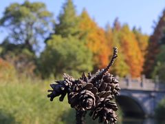 -八大山人梅湖景区