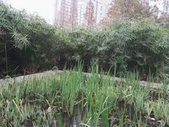 -成都市活水公园