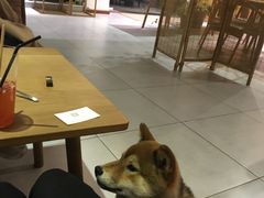 -柴务处·柴犬主题狗咖