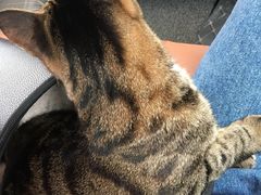-伟伟宠物医院·CT影像中心·瑞派犬猫综合性门诊(汉口总院)