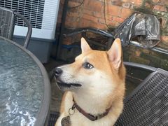 -柴犬高等学院·狗咖·柴犬售卖·宠物训练