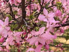 -天适樱花悠乐园