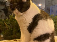 -海边的猫和咖啡馆