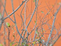 -深圳湾万象城(南山店)