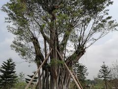 -王借岗森林公园