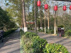 -合肥滨湖国家森林公园