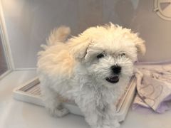 -翊宠yipet猫狗购宠庄园犬舍•猫舍