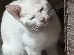 -爱妮康宠物医院·干细胞免疫细胞·肿瘤·心脏(张江店)