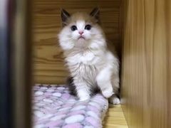 -Bastet sally猫舍购宠(静安店)