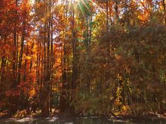 -上海海湾国家森林公园