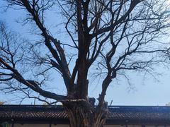 -苏州文庙(姑苏区)