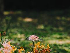 -杭州植物园
