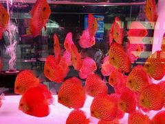 -中环花鸟鱼虫市场