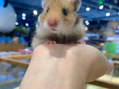 -龟与熊猫宠物公园(南坪店)