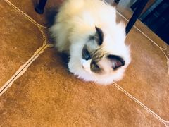-李小姐の猫咖啡馆(五角场店)