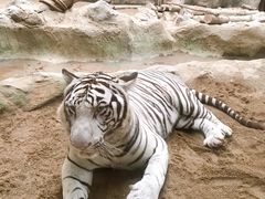 -清迈夜间动物园