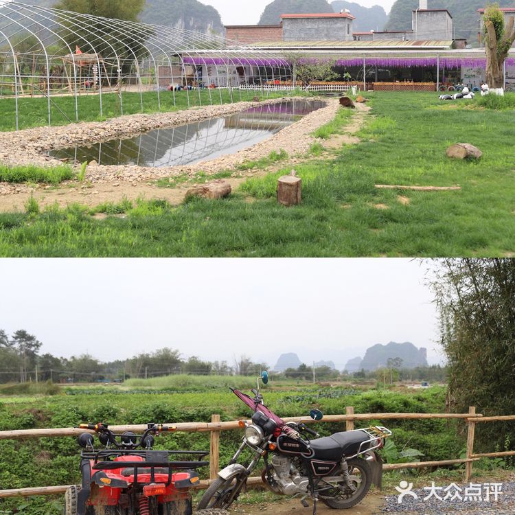 清远美食必吃榜!征服味蕾的无花果浸鸡