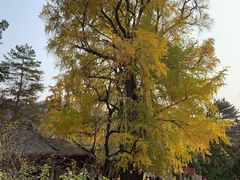 -潭柘寺景区