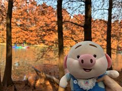 -上海海湾国家森林公园