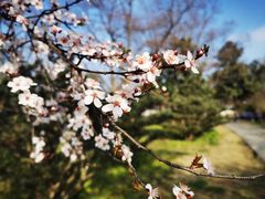 -梅花山(明孝陵内)