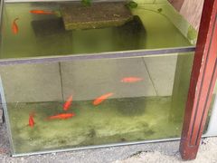 -吉丁鸟咖·异宠·寄养