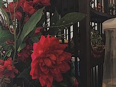 -火燒雲傣家菜(鼓楼店)