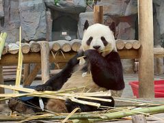 -栾川竹海野生动物园